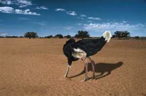 ostrich